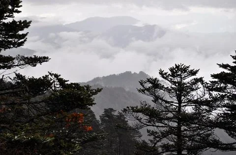 Pine trees branches and rows of ridges with mist Stock Photos
