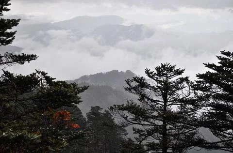 Pine trees branches and rows of ridges with mist Stock Photos