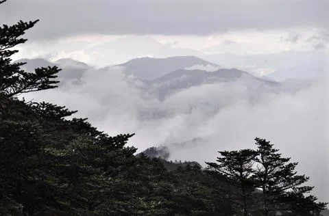 Pine trees branches and rows of ridges with mist Stock Photos