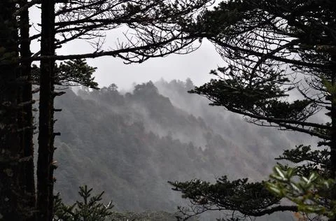 Pine trees branches and rows of ridges Stock Photos