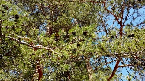 Pine trees branches with cones swaying in the wind Stock Footage 132170751