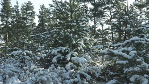 Pine trees branches covered snow winter forest panning view Stock Footage 119360682