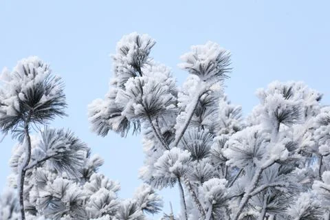 Pine tree's branches in hoarfrost. Stock Photos