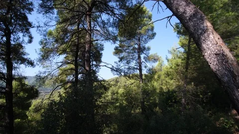 Pine trees with branches moved by the wind in Evia, Greece 库存影片 116816555