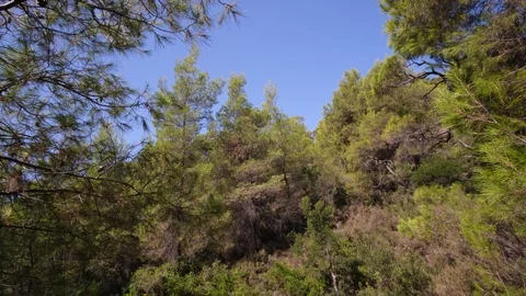 Pine trees with branches moved by the wind in Evia, Greece 库存影片 116816575