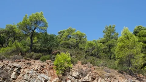 Pine trees with branches moved by the wind on rocky mountain in Evia, Greece 库存影片 116818238