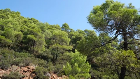 Pine trees with branches moved by the wind on mountain in Evia, Greece 库存影片 116818259