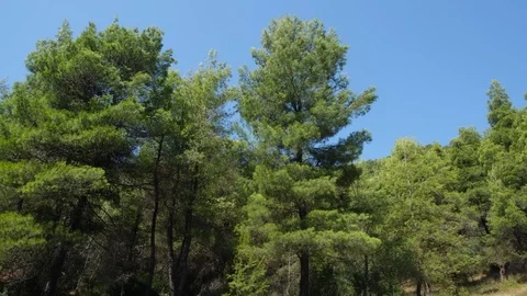 Pine trees with branches moved by the wind in Evia, Greece 库存影片 116829907