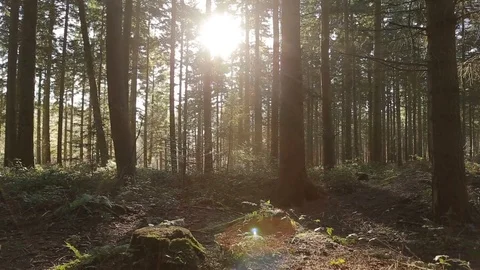 Pine trees in bright sunlight Stock Footage 98678449
