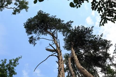 Pine trees with broken branches against the blue sky Stock Photos