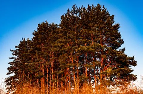 Pine trees bunched up on a hill in the rays of the setting sun Foto stock