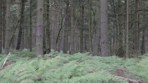 Pine trees in Cannock chase forest, United Kingdom Stock Footage 112397695
