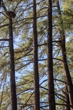 Pine Trees Canopy With Nest Stock Photos