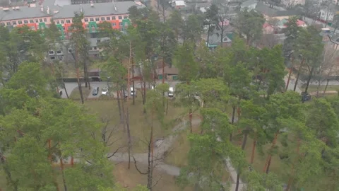 Pine Trees Car Parking Stock Footage 153155880