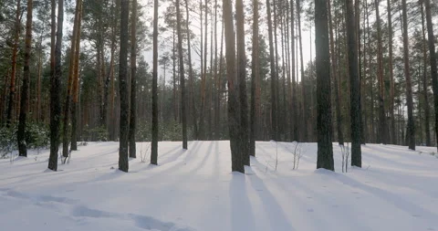 Pine trees cast long shadows across snow on a sunny winter day 스톡 동영상 154154825