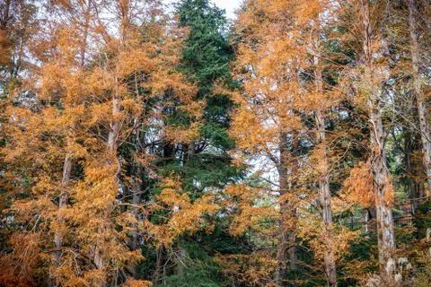 Pine trees changing color during autumn in Japan Foto stock