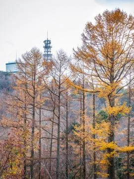 Pine trees changing color during autumn in Japan Stock Photos
