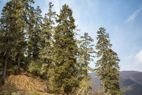 Pine Trees in China's only National Park Stock Photos
