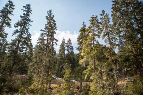 Pine Trees in China's only National Park Stock Photos
