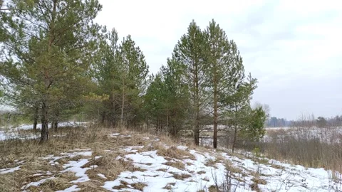 Pine trees in the clearing Stock Footage 303185274