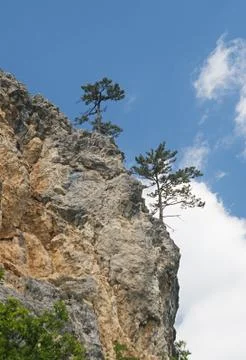 Pine-trees on a cliff Stock Photos