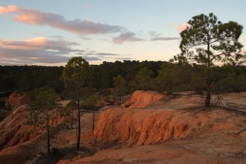 Pine trees on the cliffs during dusk Foto stock