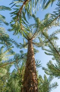 Pine trees climbing into a blue sky Stock Photos
