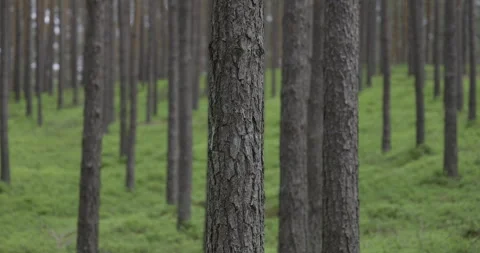 Pine trees close, 4K super slomo Stock Footage 244325174