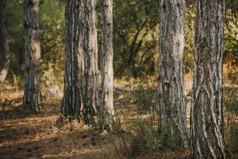 Pine trees close-up in the forest at sunset. Фото
