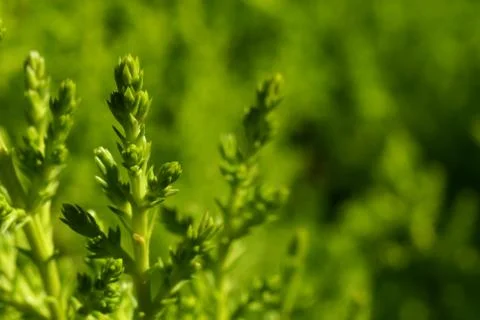 Pine trees close up 스톡 사진