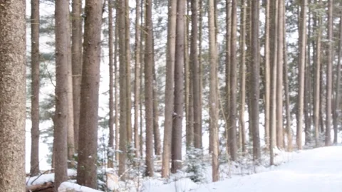 Pine trees close up winter weather bokeh selective focus winter background,.. Stock Footage 262001481