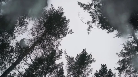 Pine trees on a cloudy sky background Video stock 83367585