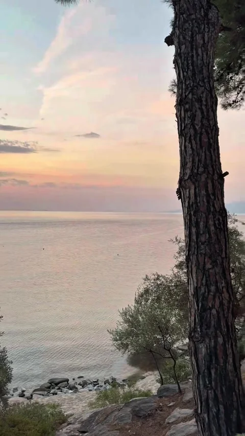 Pine trees on coast with sunrise over Thassos Island Greece vertical Stock Footage 341851162
