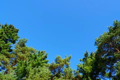 Pine trees with cone against a blue sky. Web banner Stock Photos