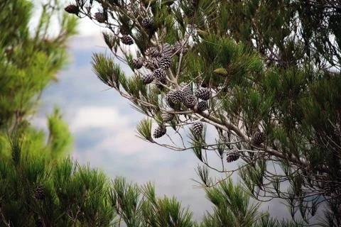 Pine trees with cones against the blue sky. Brown cones on pine or black pine Stock Photos