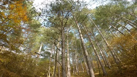 Pine trees in coniferous forest, in autumn Stock-Footage 165198492