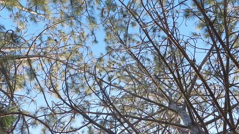 Pine trees in coniferous forest, branches close-up 스톡 동영상 248363807