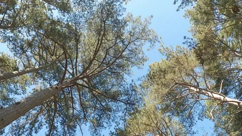 Pine trees in coniferous forest, movement 스톡 동영상 248363694