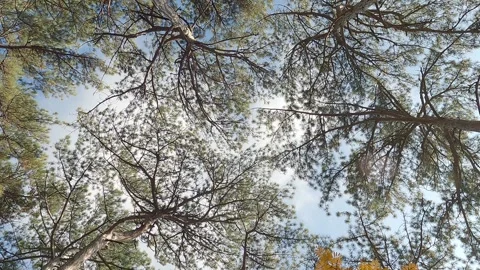 Pine trees in coniferous forest, rotation view from below Stock Footage 256322499
