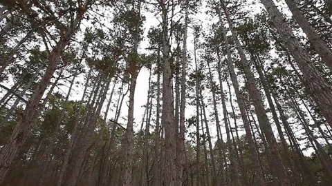 Pine trees, coniferous forest in winter and snowfall Stock-Footage 148884882