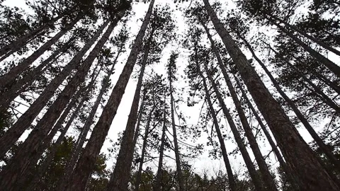 Pine trees, coniferous forest in winter and snowfall 库存影片 148885086