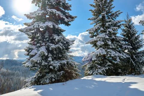 Pine trees covered with fresh fallen snow in winter mountain forest on cold b Stock Photos