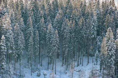 Pine trees covered with fresh fallen snow in winter mountain forest on cold b Stock Photos
