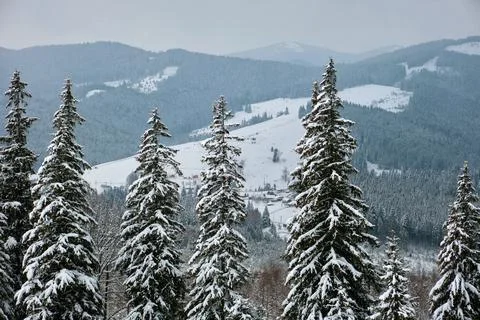 Pine trees covered with fresh fallen snow in winter mountain forest in cold g Stock Photos