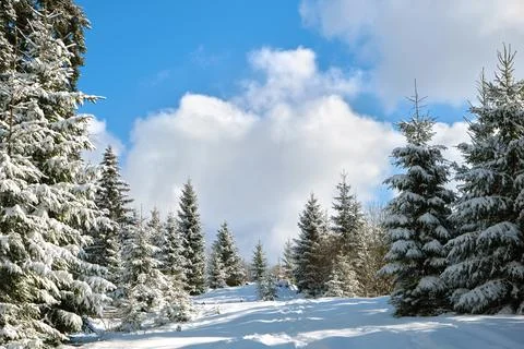 Pine trees covered with fresh fallen snow in winter mountain forest on cold b Photos