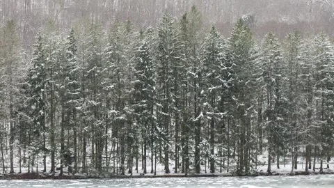 Pine trees covered in fresh first snow Stock Footage 255295569