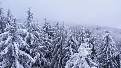 Pine trees covered in frost in a snowy forest in winter Stock Footage 257579946