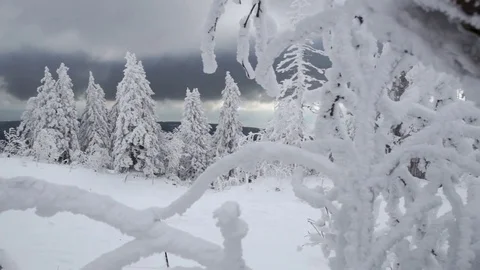 Pine trees covered in heavy snow during dusk Stock Footage 77805927