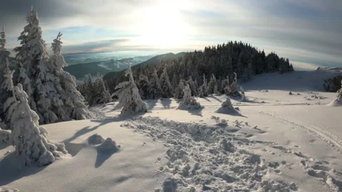 Pine Trees Covered In Heavy Snow During Dusk (4k) Stock Footage 150502983