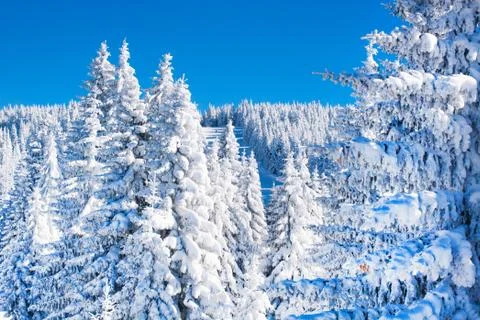 Pine trees covered by heavy snow Stock Photos
